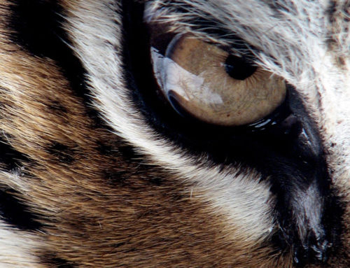 Capelli Tiger Eye