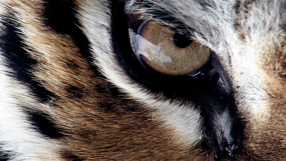 Capelli Tiger Eye